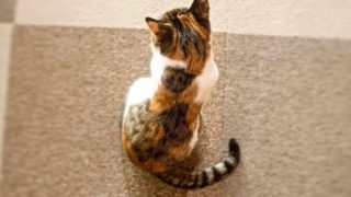 猫カフェ　猫が来ない