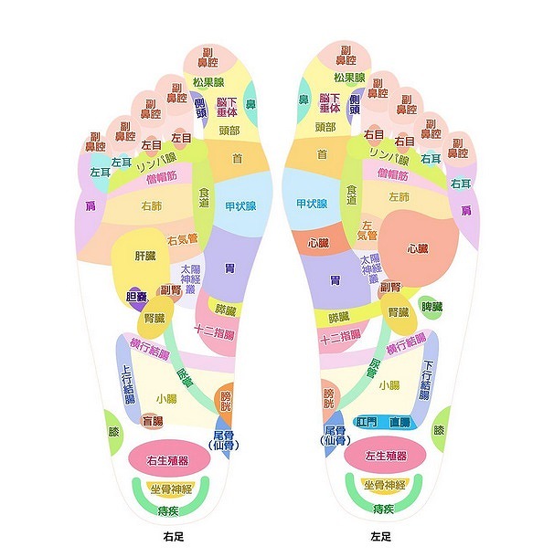 足ツボ　反射区　表