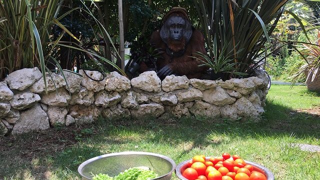 ガーデン　オブジェ　大きい　オランウータン