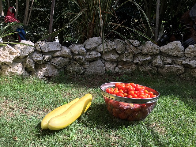 ほったらかし　家庭菜園　キュウリ　ミニトマト