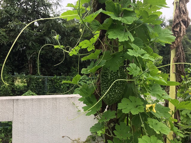 ほったらかし家庭菜園　ゴーヤ