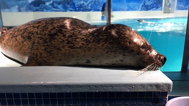 下田海中水族館