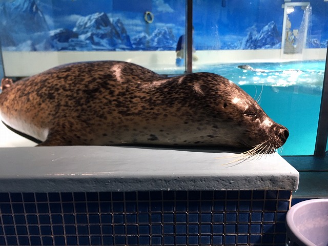 下田海中水族館