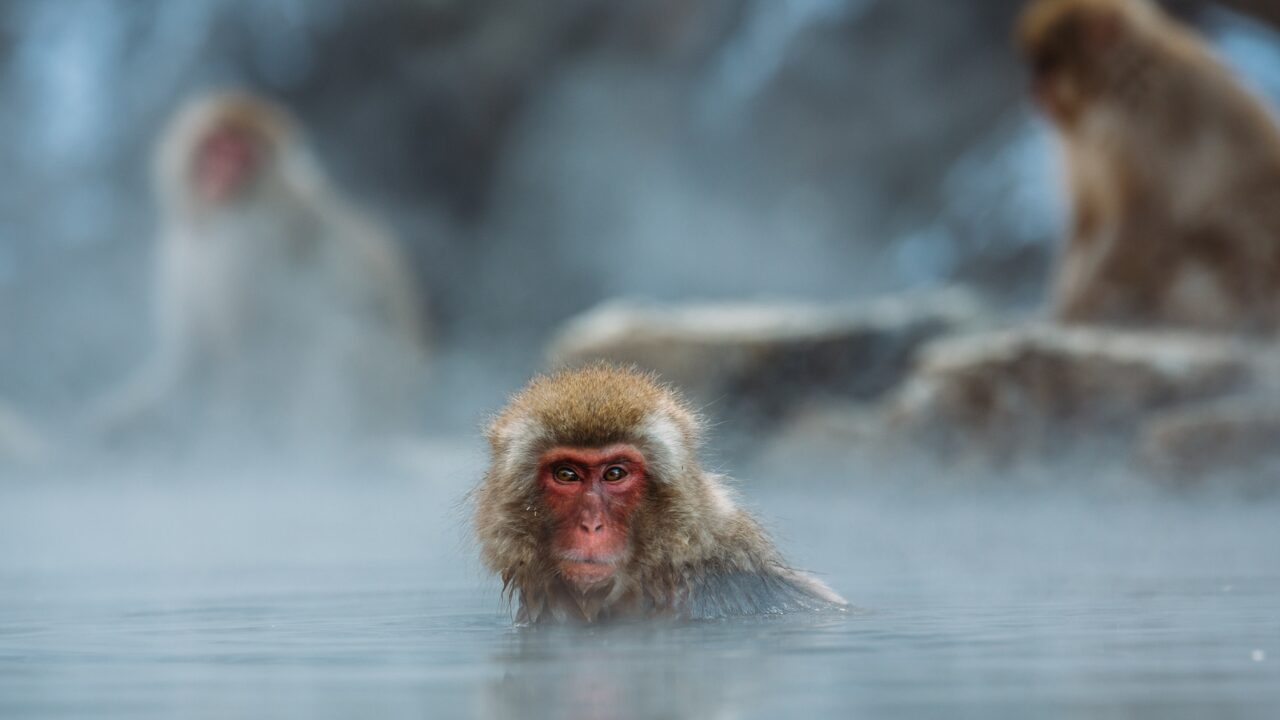 地獄谷　ニホンザル